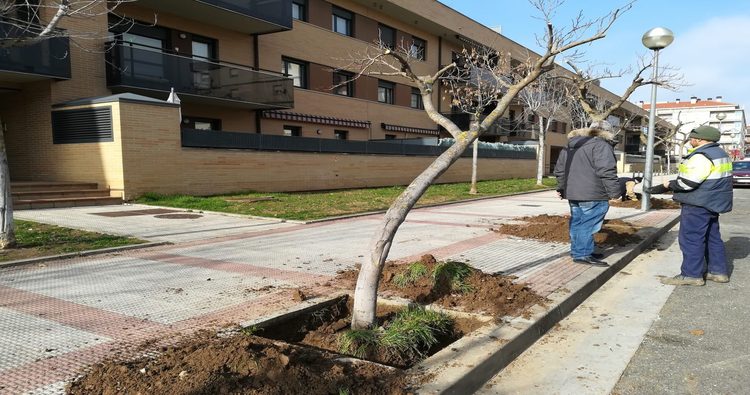 Comienza la sustitución de las moreras en la Calle Antonio Larrea
