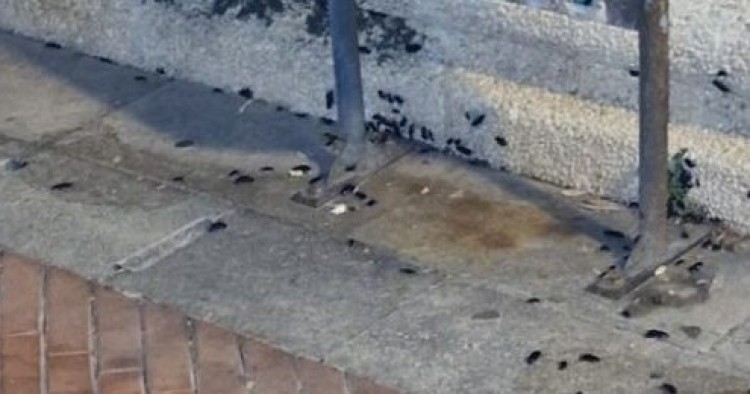 Fumigación de cucarachas