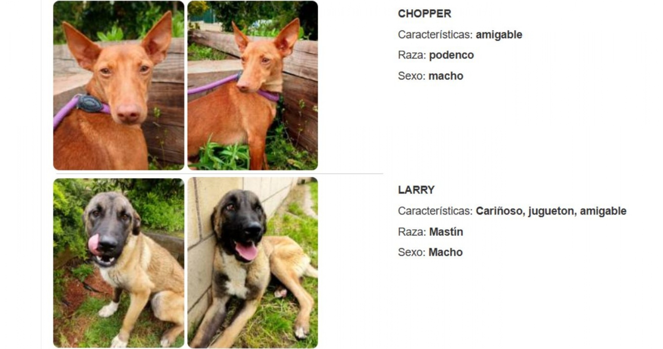 En la web del Gobierno de La Rioja, se encuentran publicados los perros disponibles para adopción