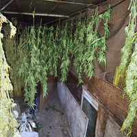 La policía local de Haro incauta un centenar de plantas de marihuana