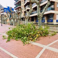 Comienzan las labores de poda en los árboles de la ciudad
