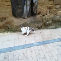 El Ayuntamiento de Haro condena el envenenamiento de gatos