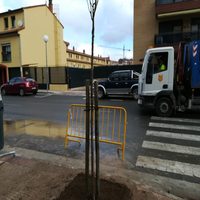 Finaliza la sustitución de las moreras en la Calle Antonio Larrea