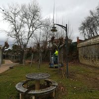 Se ejecutan tareas de poda en el Parque de Vista Alegre