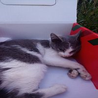 El Ayuntamiento de Haro condena, de nuevo, el envenenamiento de gatos