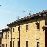 Adjudicados los trabajos de control de la población de palomas y estorninos