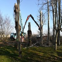 Se sustituyen 30 árboles en el parque de Fuente de “El Moro”