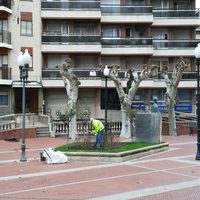 Labores de poda en los árboles de la ciudad