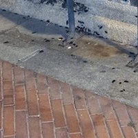 Fumigación de cucarachas