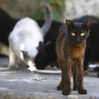 Solución al control poblacional de gatos callejeros.