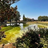 Medidas para evitar el asentamiento del mosquito tigre en Haro