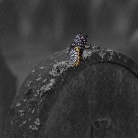 El cementerio amplía su horario  y el día de Todos los Santos el autobús urbano hará un servicio especial