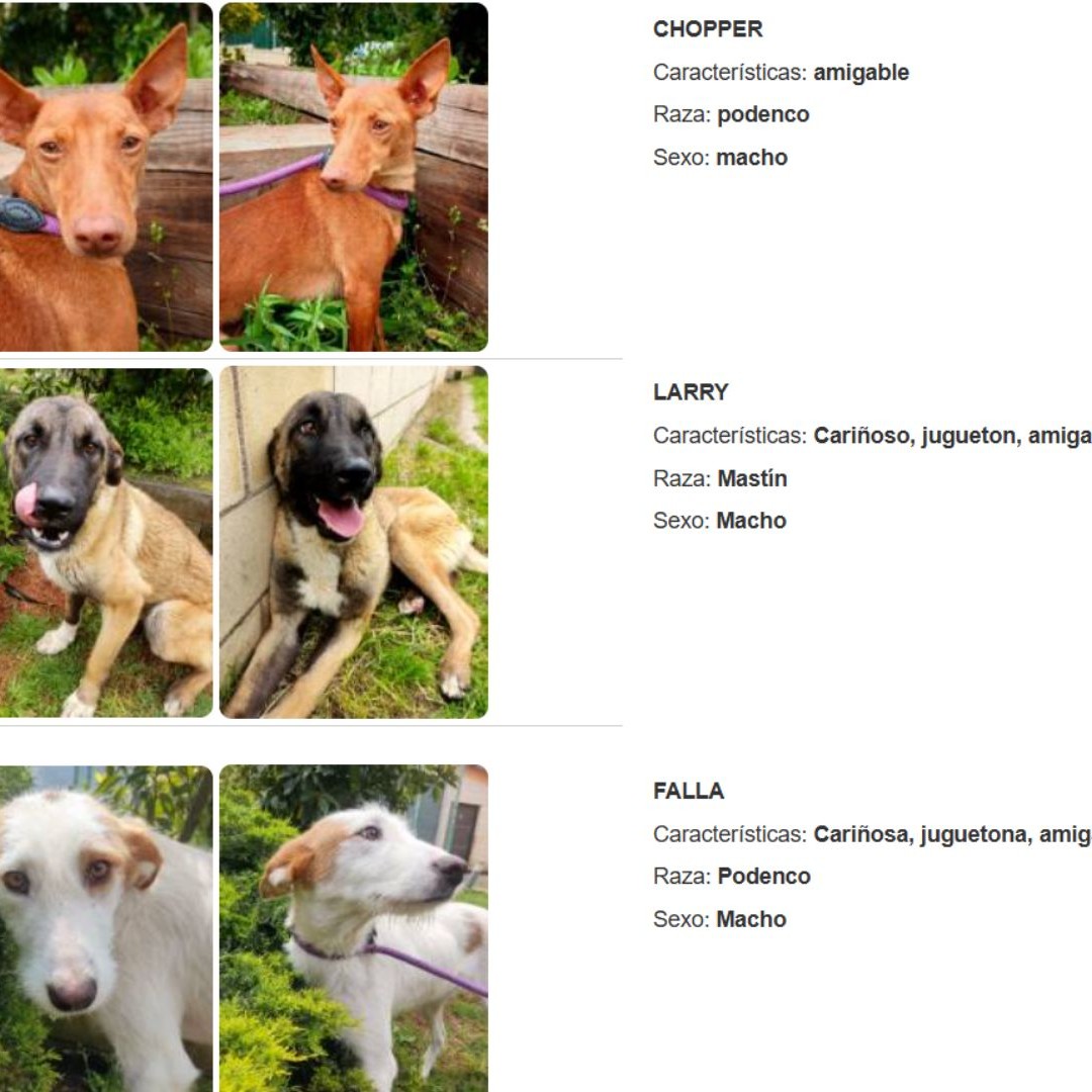 En la web del Gobierno de La Rioja, se encuentran publicados los perros disponibles para adopción
