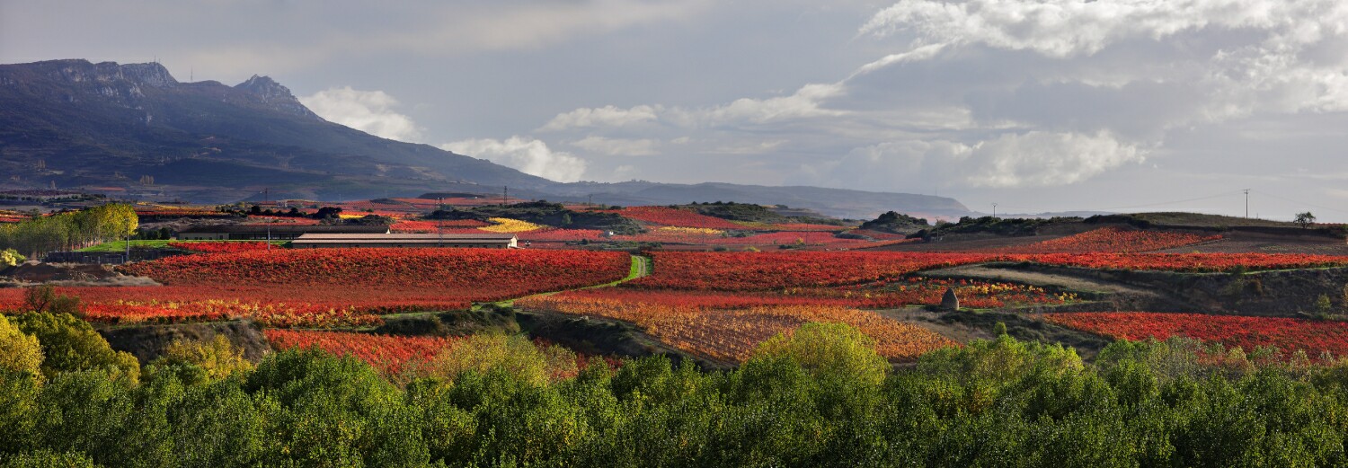 Panorámica viñedos de Haro